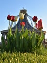 Royal tulips in ToruÃâ, Poland